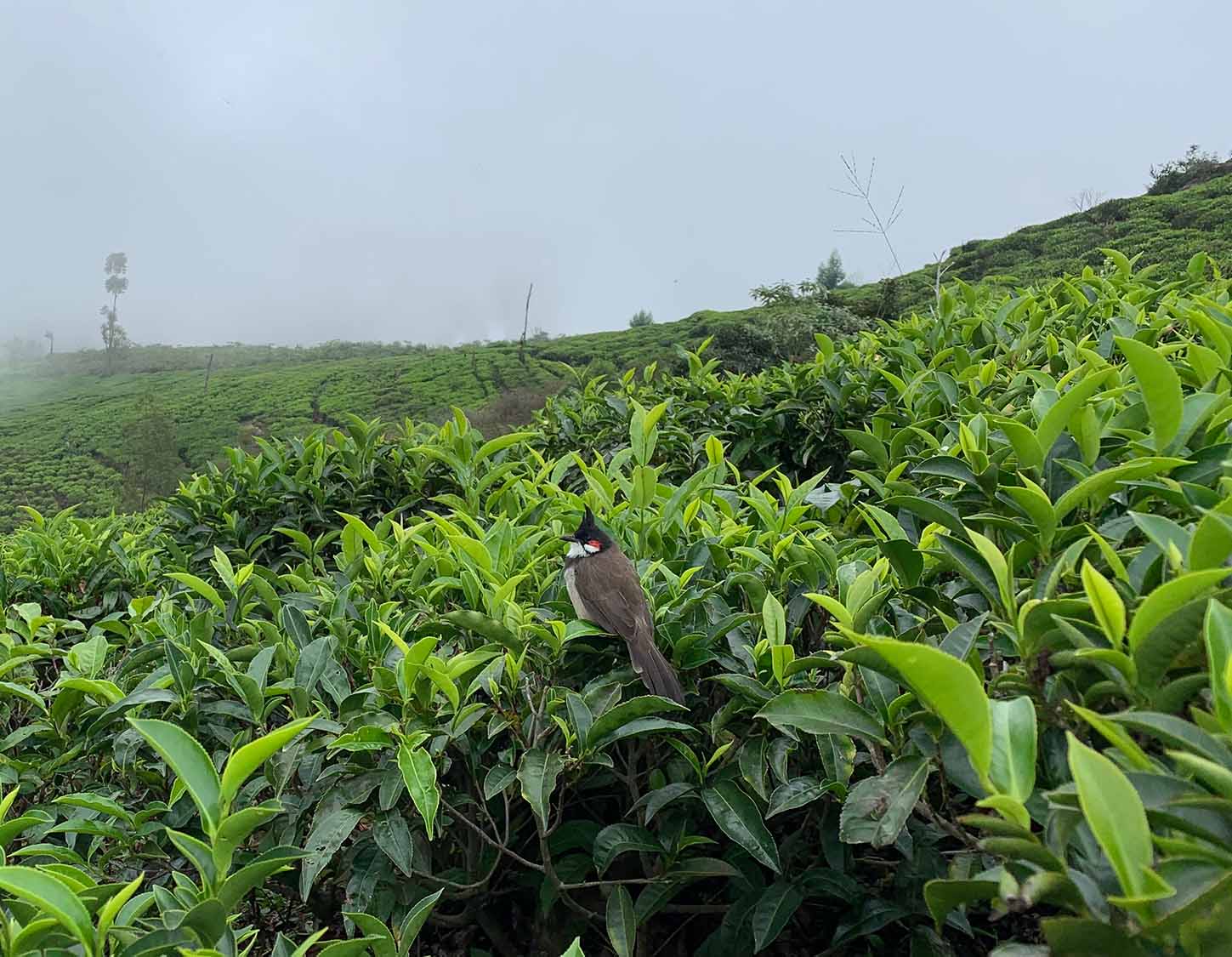 A bird sitting in a tea field
