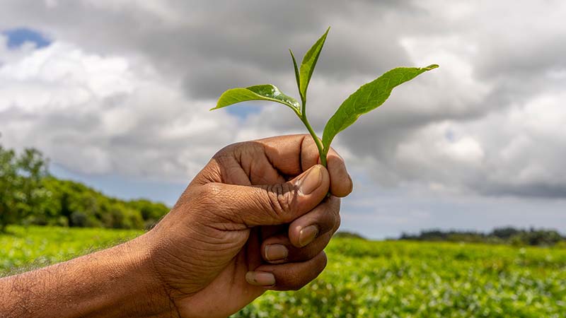 Understanding Different Types of Teas